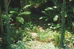 Unreal Engine – Rain Forest Pack UE1505