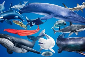 Unreal Engine – Ocean Animals MEGA Pack UE1568