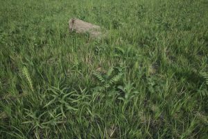 Unreal Engine – Plants Pack UE2430
