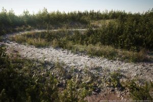 Unreal Engine – MW Interactive Foliage UE2432