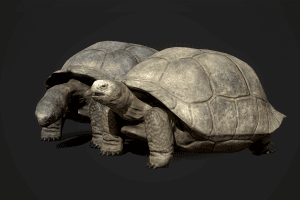 Unreal Engine – Galapagos Tortoise UE2069