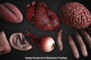 Unreal Engine – Human Remains Bones and Organs Rigged UE2152