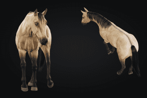 Unreal Engine – Horse Herd UE2156