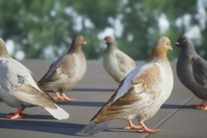 Unreal Engine – Realistic 3D Pigeon Animations Pack UE2824