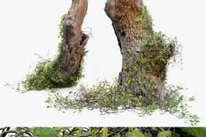 turbosquid – Stump with vine 3D C5565