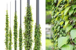 turbosquid – Vine plant 03 3D C5569