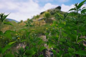 Unreal Engine – European Foliage Pack UE2690