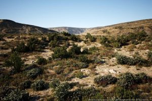 Unreal Engine – MW Shrubs and Bushes UE2717