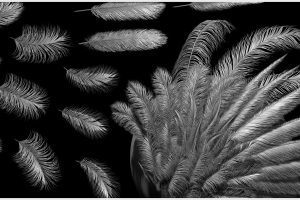 Artstation – Soft Feathers IMM Brush + OBJs  C5505