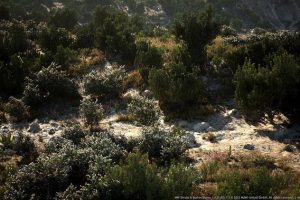 Unreal Engine – MW Shrubs and Bushes UE2974