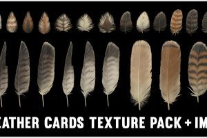 Artstation – Red-Tailed Hawk Feathers Texture Pack + IMM C5507