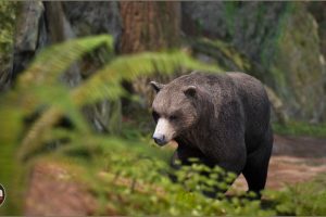 Unreal Engine – Animalia Brown Bear male UE5007