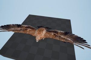 Unreal Engine – Bird Band UE5026