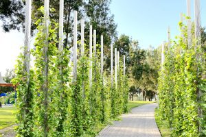 cgtrader – Vine Plant 4 3D model C5528