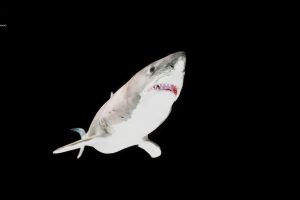 Unreal Engine – Great White Shark UE5124