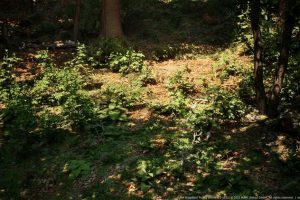 Unreal Engine – MW Broadleaf Trees Forest Biome UE2716