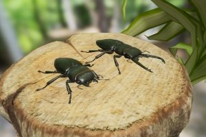 Unreal Engine – Insect Pack UE5125
