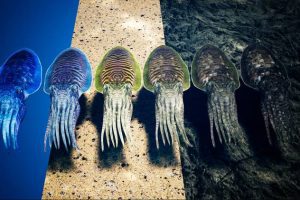 Unreal Engine – Cuttlefish Camouflage UE5063