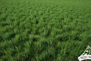 Unreal Engine – interactive Open World Foliage UE5678