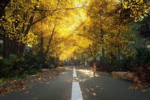 Unreal Engine – XBH TREE Vol 1 UE5695