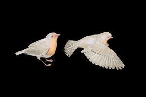 Unreal Engine – Robin UE5267