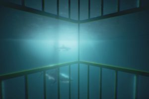 Unreal Engine – Scary Shark Assets UE5273