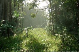 Unreal Engine – MW Tropical Rainforest Trees Biome UE5539