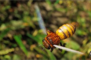 Unreal Engine – Animalia Honeybee UE5816