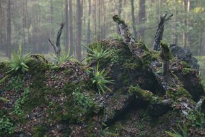 Moss Biome Ground Scatter – 3D Assetkit Pbr C5610