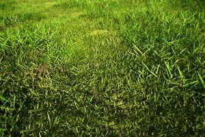 Unreal Engine – Realistic Grass Pack 01 UE5933