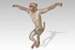 Unreal Engine – Macaque UE6163