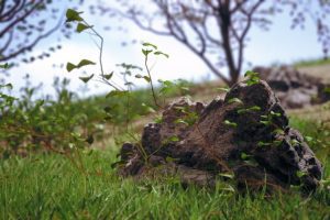 Unreal Engine – Nanite Foliage V2 UE6005