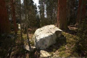 Unreal Engine – MW Mountain Redwood Trees Forest Biome UE5929