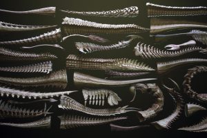 Artstation – TAILS – 33 Tail Meshes & Curve Brushes  C5740