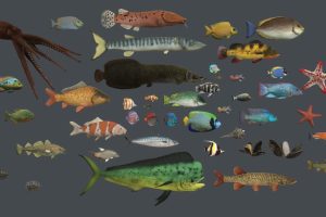 Unity-Underwater life deluxe U4013