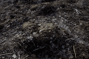 Unreal Engine Forest Floor UE7625