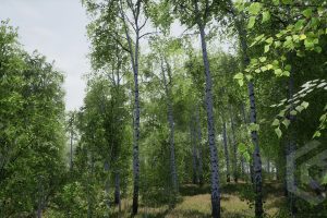 Unreal Engine Trees: Birch Tree UE7697
