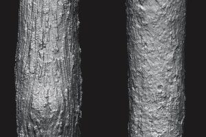 Zbrush – Bark Brushes Vol.1 C5823
