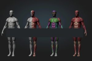 Ultimate Anatomy Tool Reference for Artists !  C5837