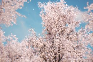 Unreal Engine – Sakura Cherry blossom UE7820
