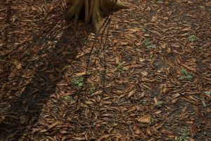 Unreal Engine – Scanned Materials – Leaves Vol. 1 UE7848