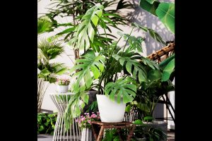 Unreal Engine – PottedPlantPack2 UE7782