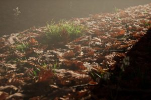 Unreal Engine – Broadleaf Undergrowth UE7834