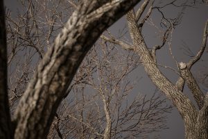 Unreal Engine – Foliage VOL 8 Dead Trees Nanite and Low Poly UE7795