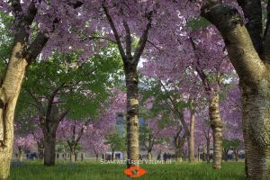 Unreal Engine – Scanlabz Trees Cherry Tree UE7979