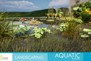 Unreal Engine – Landscaping Aquatic Plants UE8032