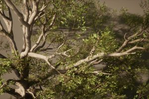 Unreal Engine – Foliage VOL 13 Southern Oak Trees UE7928