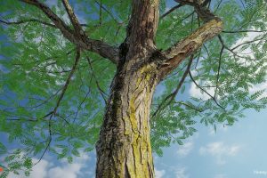Unreal Engine – Scanlabz Trees Honeylocust Tree UE7872