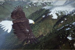 Unreal Engine – Animalia Bald and Golden Eagle UE8013