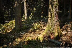 Unreal Engine – MW Conifer Forest Trees Biome UE8838